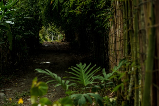 Strada tra gli alberi