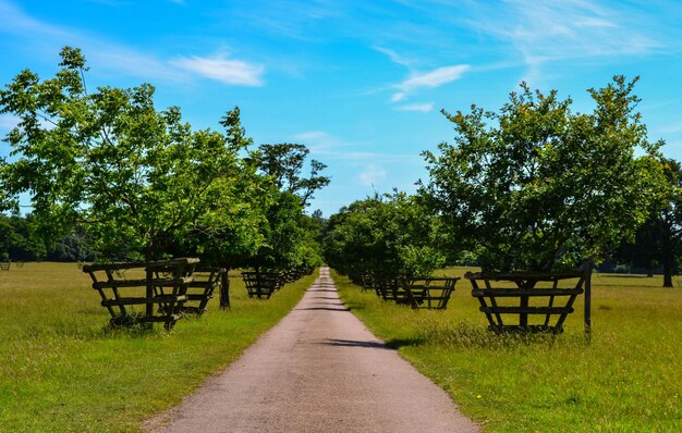 Strada tra gli alberi