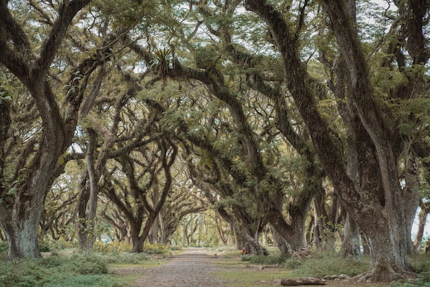 Strada tra grandi alberi