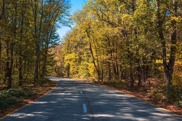 Strada tra la foresta di montagna autunnale gialla