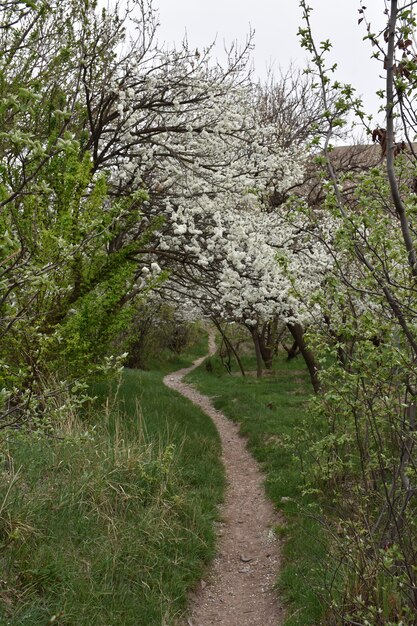 strada verde