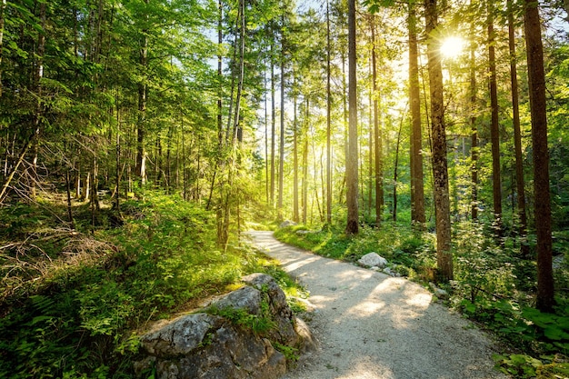 Strada vuota attraverso la foresta con il vero sole bellissimo paesaggio mattutino estivo