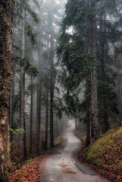 Strada vuota attraverso la foresta nebbiosa in autunno