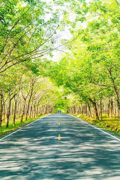 Strada vuota con alberi