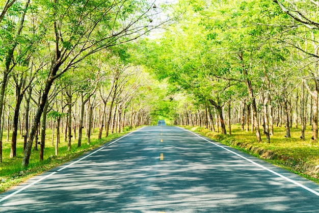 strada vuota con arco ad albero o tunnel