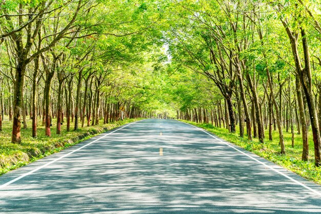 strada vuota con arco di albero o tunnel