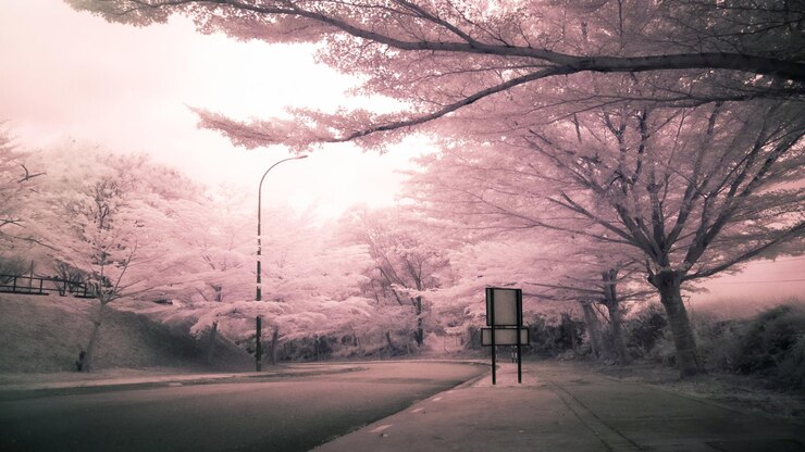 Foto strada vuota dagli alberi contro il cielo in città