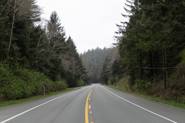 Strada vuota dell'autostrada attraverso gli alberi della foresta nell'Oregon, Stati Uniti.