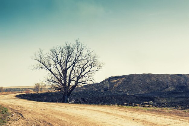 Strada vuota e un albero secco sulle colline