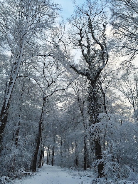 Strada vuota in mezzo agli alberi congelati sul campo durante l'inverno