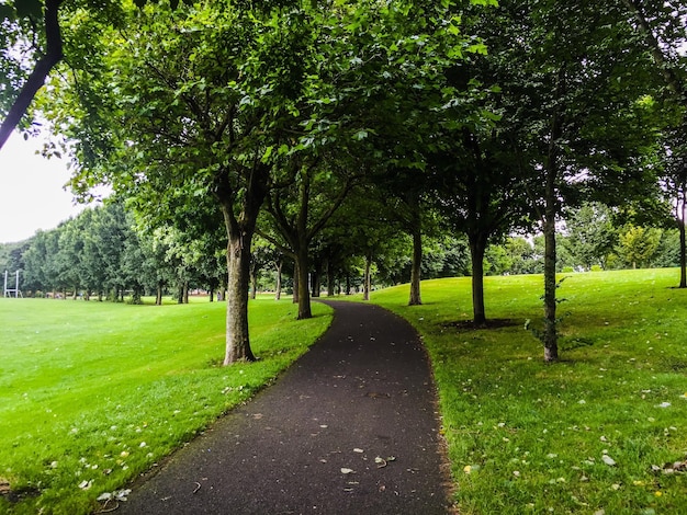 Strada vuota in mezzo agli alberi del parco