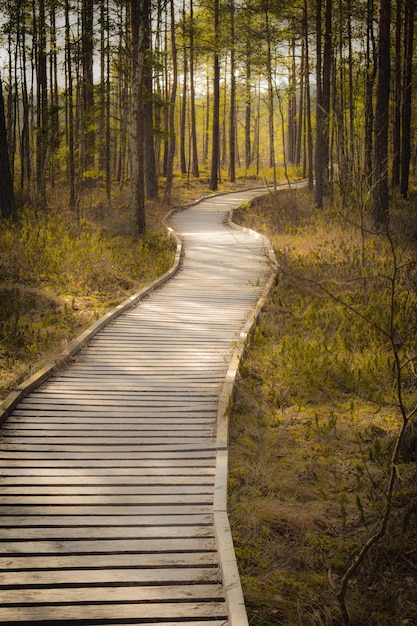 Strada vuota in mezzo agli alberi della foresta