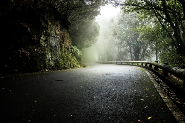 Strada vuota in mezzo agli alberi della foresta