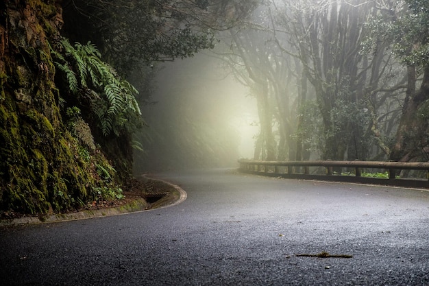 Strada vuota in mezzo agli alberi della foresta