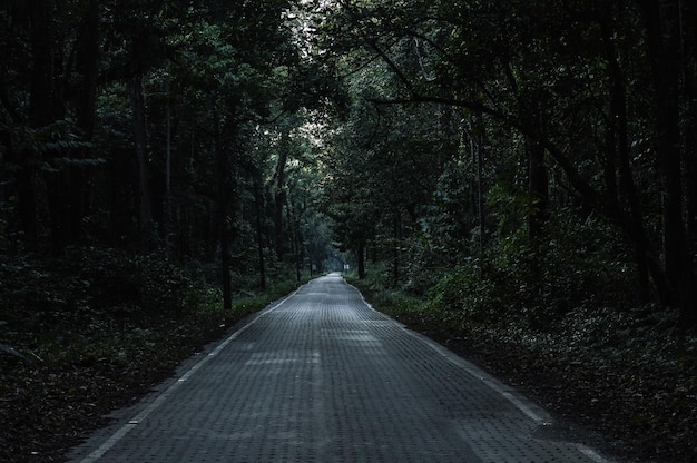 Strada vuota in mezzo agli alberi della foresta