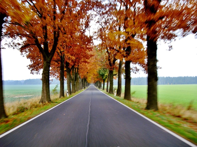 Strada vuota in mezzo agli alberi in autunno