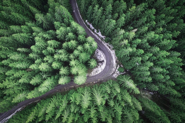 Strada vuota in una foresta da un drone