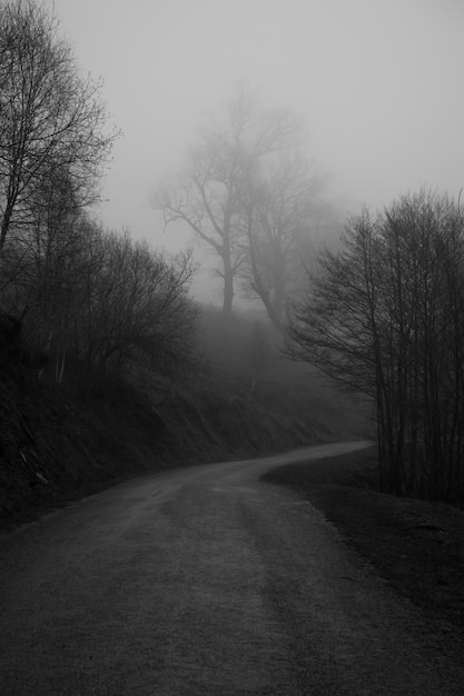 Strada vuota lungo gli alberi nudi