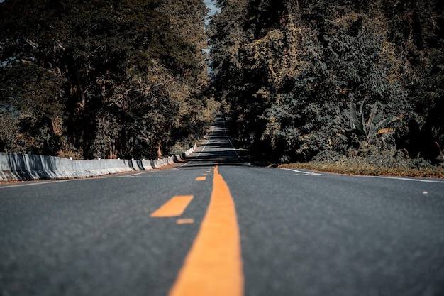 Strada vuota lungo gli alberi