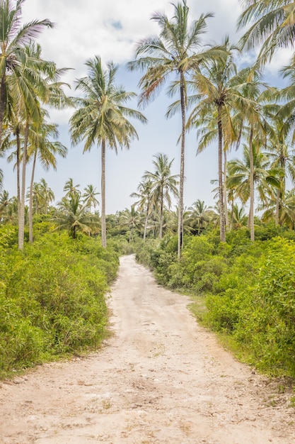 Strada vuota nella campagna tropicale Percorso verso il villaggio tropicale Percorso nella foresta pluviale Paesaggio esotico