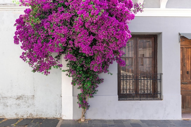 Strade coloniali dell'Uruguay di Colonia Del Sacramento nel centro storico di Barrio Historico