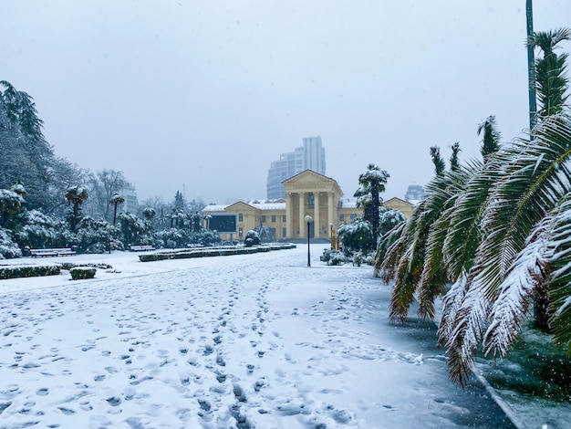 Strade della città in inverno Palme nella neve Russia Sochi