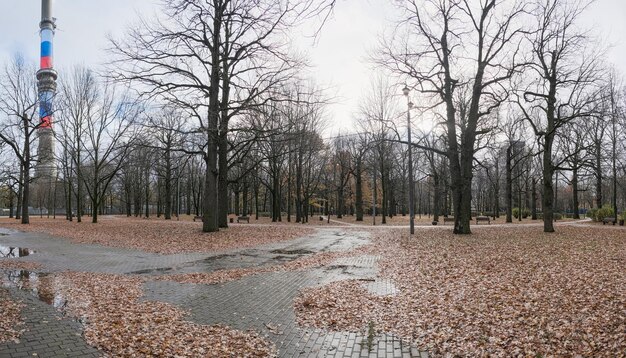 strade in un parco autunnale pavimentate con piastrelle in tempo piovoso con foglie cadute che giacciono splendidamente