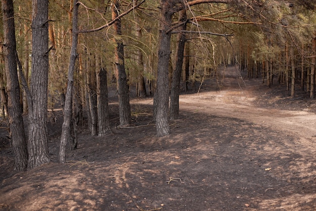 Strade sterrate nella foresta, pini tutt'intorno, con tronchi neri bruciati in basso