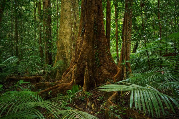 Strangler Fig un albero ospite nella foresta pluviale di Daintree Mossman Gorge North Queensland Australia