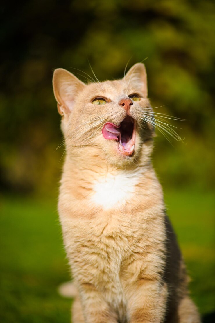 Strano gatto dai capelli rossi.