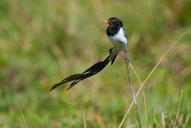 Strano tiranno dalla coda Ibera Marsh National Park Corrientes Argentina