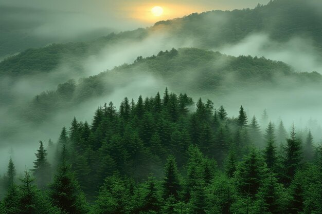 straordinaria natura paesaggio forestale fotografia professionale