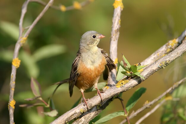 Straordinario L'ortolano Emberiza hortulana