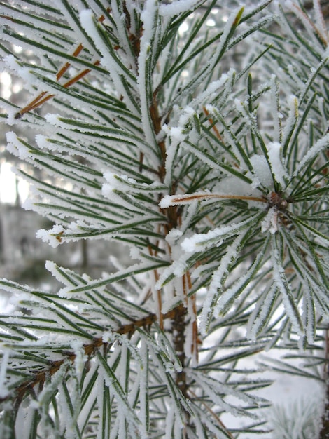 Strato di neve sul ramo soffice del pino con il gelo