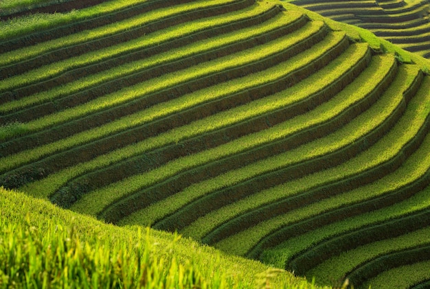 Strato di risaie su terrazzamenti di Mu Cang Chai, YenBai, Vietnam. Paesaggi del Vietnam