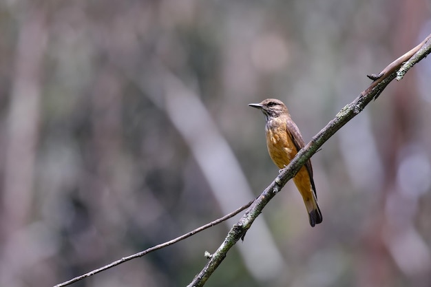 Streak throated Bush Tyrant Myiotheretes striaticollis esemplare solitario appollaiato sui rami di un cespuglio