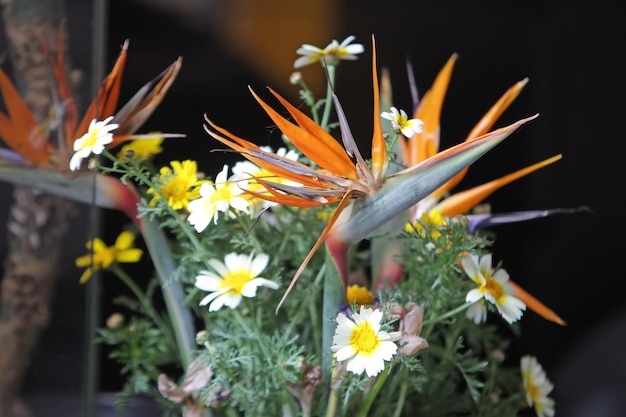 Strelitzia con bouquet di crisantemi