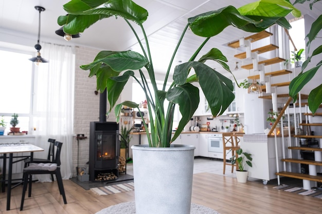 Strelitzia nicolai primo piano all'interno sullo stand Pianta d'appartamento Crescere e prendersi cura di piante da interno casa verde in stile loft scandinavo con camino stufa in metallo con fuoco caldo