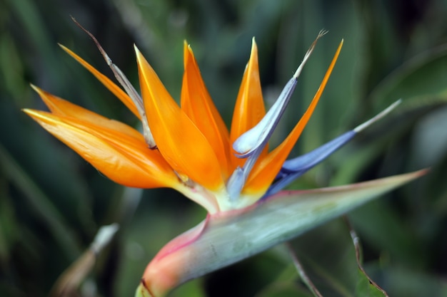 Strelitzia Orange Bird Of Paradise fiori