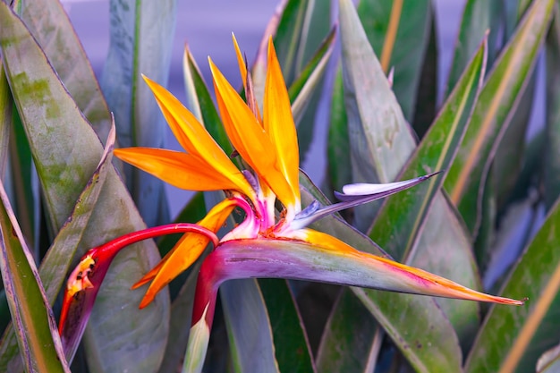 Strelitzia reginae Fiore in fiore della pianta strelitzia royale