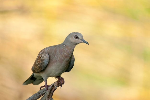 Streptopelia turtur - La tortora europea è una specie di uccello columbiforme dei Columbidi