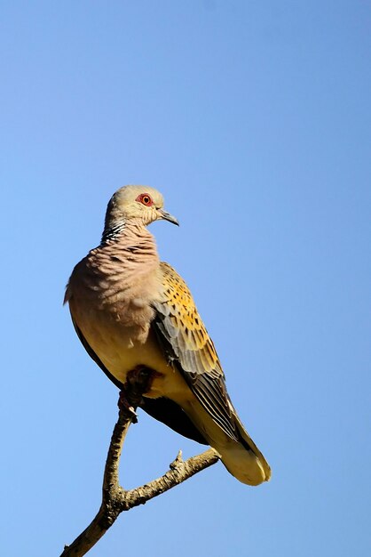 Streptopelia turtur - La tortora europea è una specie di uccello columbiforme dei Columbidi