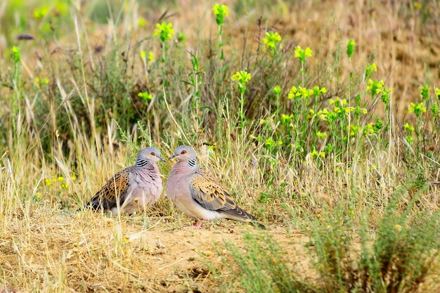 Streptopelia turtur - La tortora europea è una specie di uccello columbiforme dei Columbidi