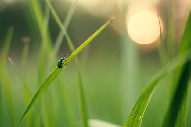 stretta di erba verde