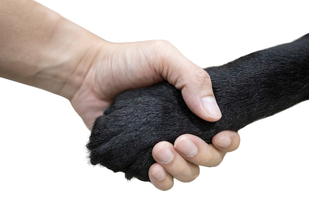 Stretta di mano isolata fra una mano dell'uomo con la mano del cane nero