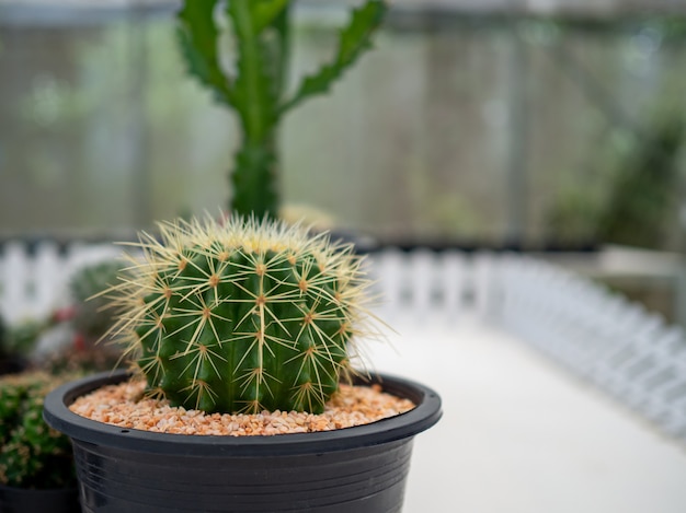 Stretto di un cactus