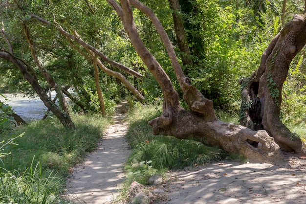 Stretto sentiero nella foresta vicino al fiume