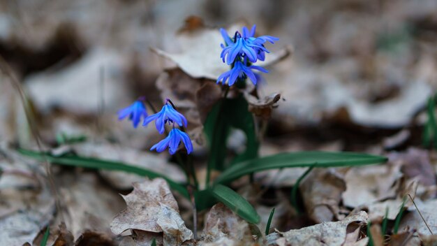 striature blu tra le foglie grigie primi fiori di primule primaverili nella foresta e nel parco