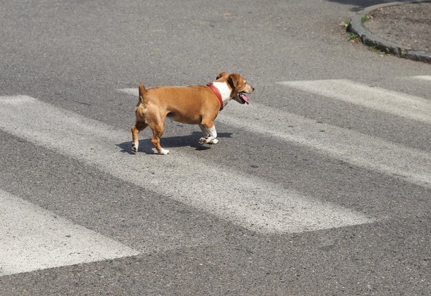 Strisce pedonali del cane con lo spazio della copia