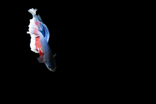 Strisce rosse blu di mezzaluna di betta del momento del primo piano del pesce